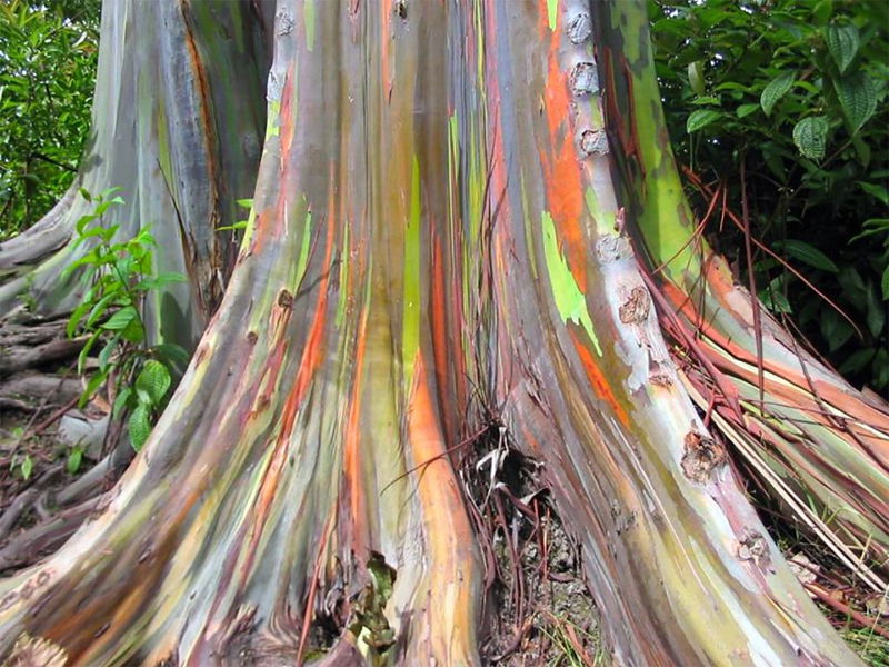 Rainbow_eucalyptus_