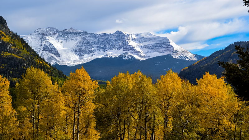 Quaking_Aspens