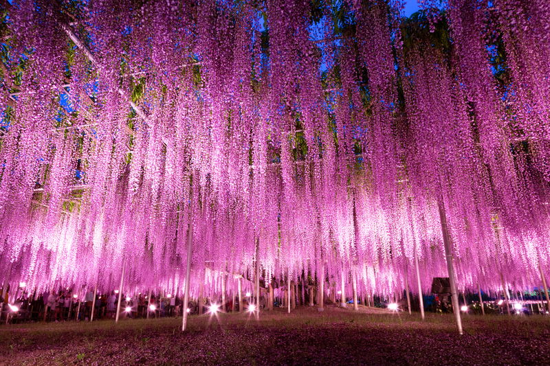 149-year-old_Wisteria