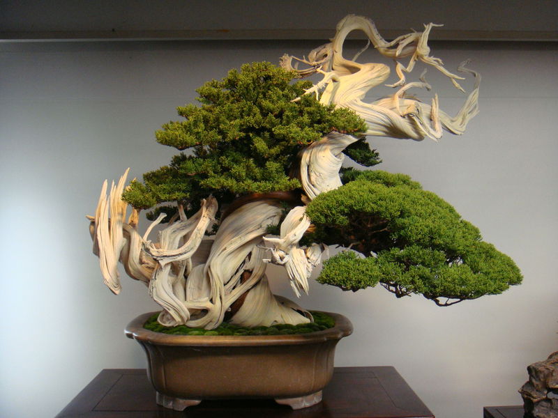 Bonsai_Tree