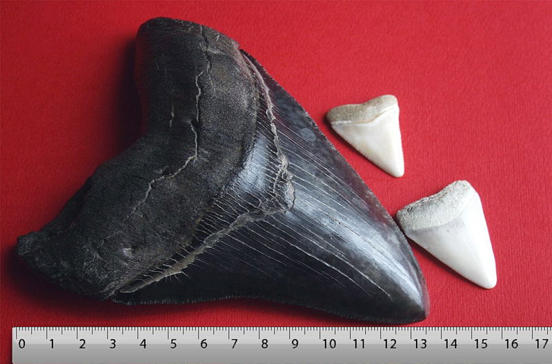 Megalodon_tooth_with_great_white_sharks_teeth