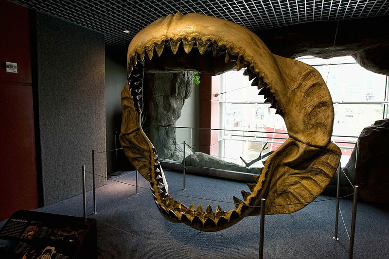 Megalodon Bite Force Jaws Skeleton