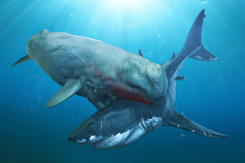 Megalodon_competition