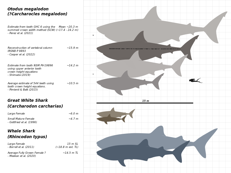 Megalodon-Carcharodon-Scale-Chart-SVG.svg