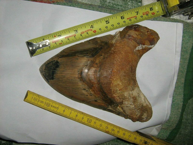 Megalodon_Teeth_1