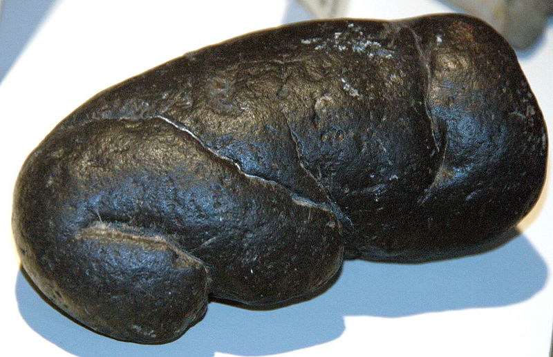 Megalodon_Coprolite