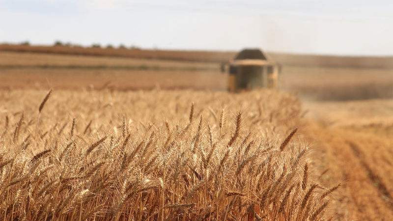 wheat_farming