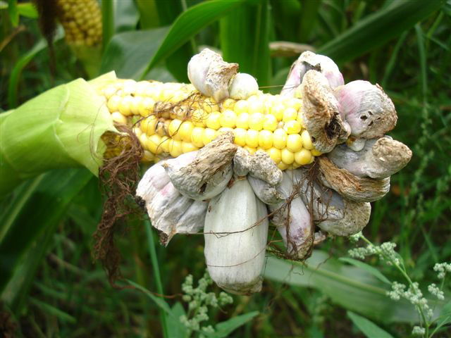 Northern_corn_leaf_blight_tumorous_growth