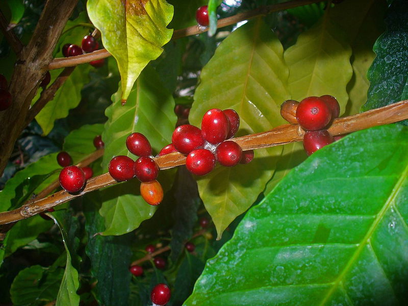 Coffea_arabica