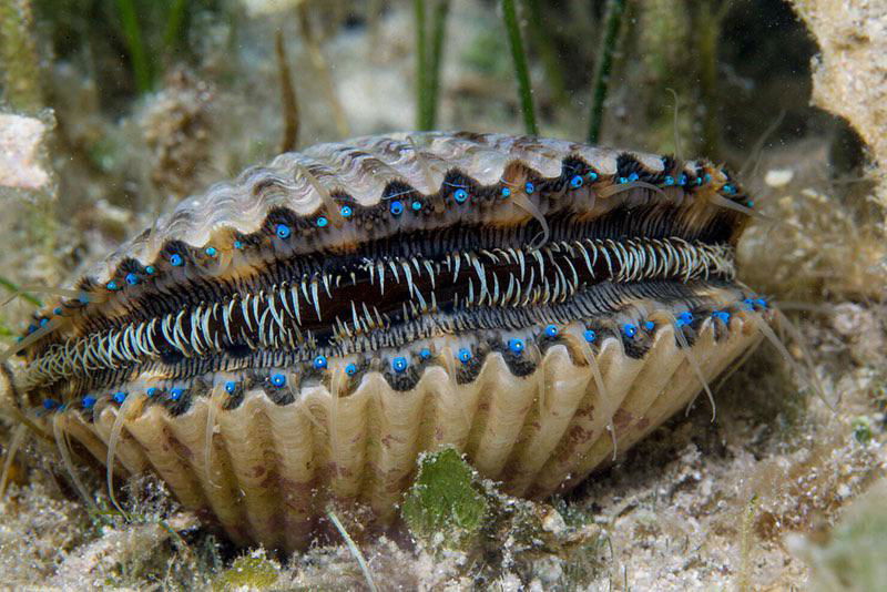 scallop_eyes