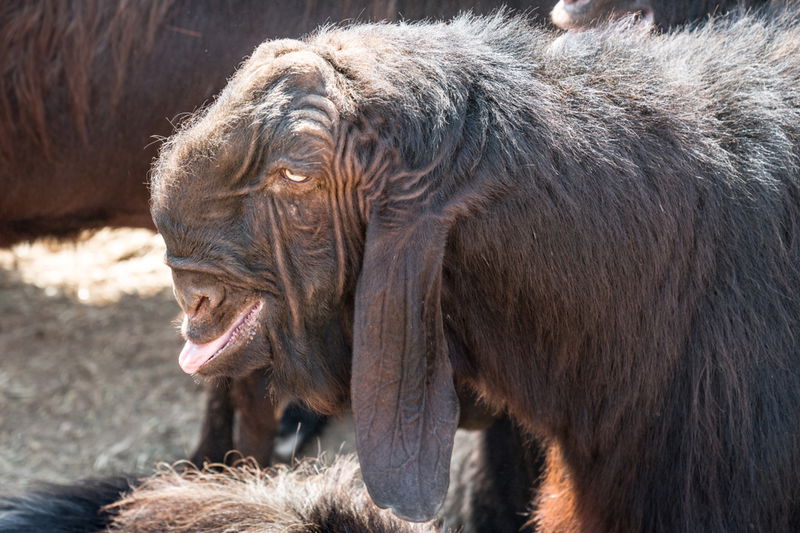 13._Damascus_Goats_