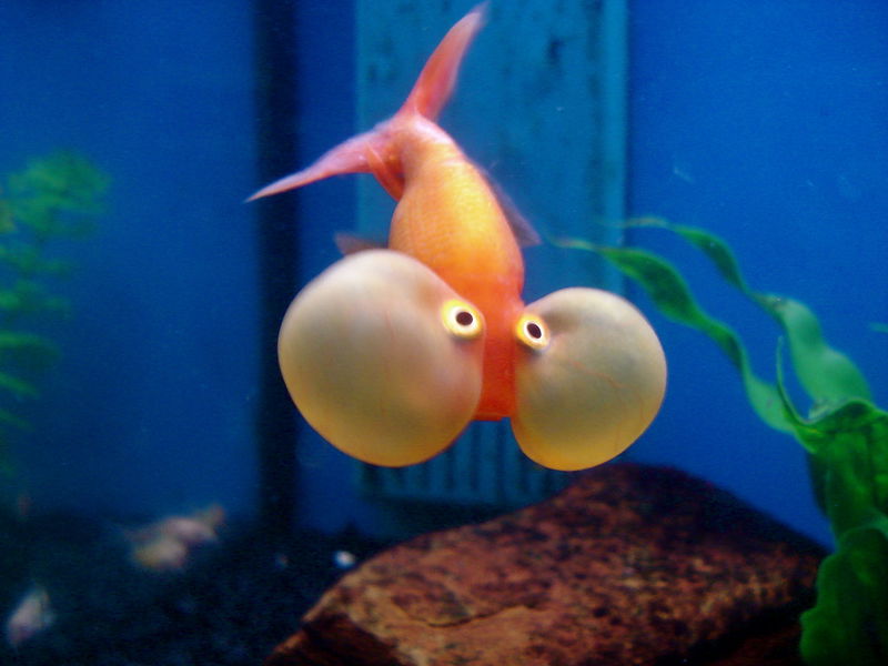 14._Bubble_Eyed_Goldfish