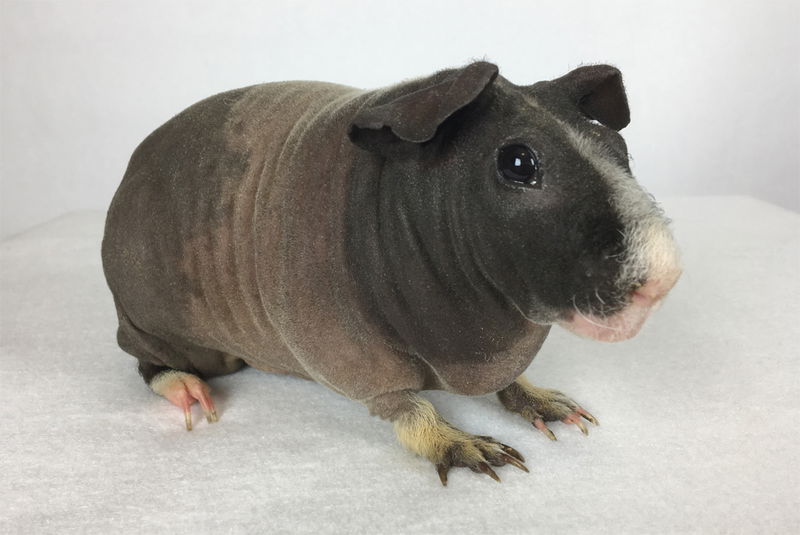 6._Skinny_Pig