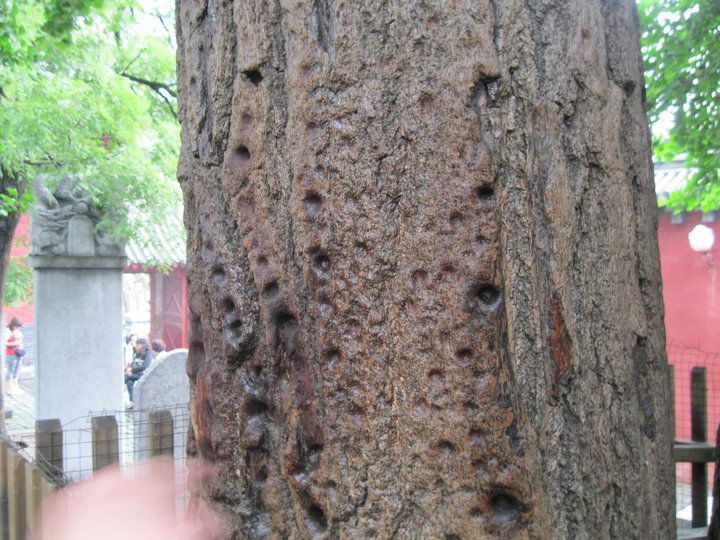 Shaolin_Temple_Finger_Punching_Tree