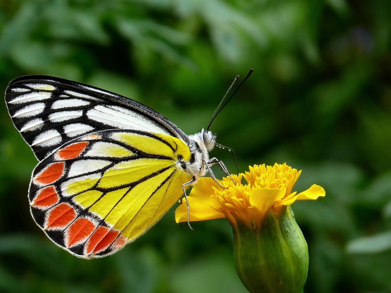 Butterflies_Taste_with_Their_Feet