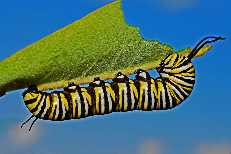 Butterflies_Taste_with_Their_Feet__1_