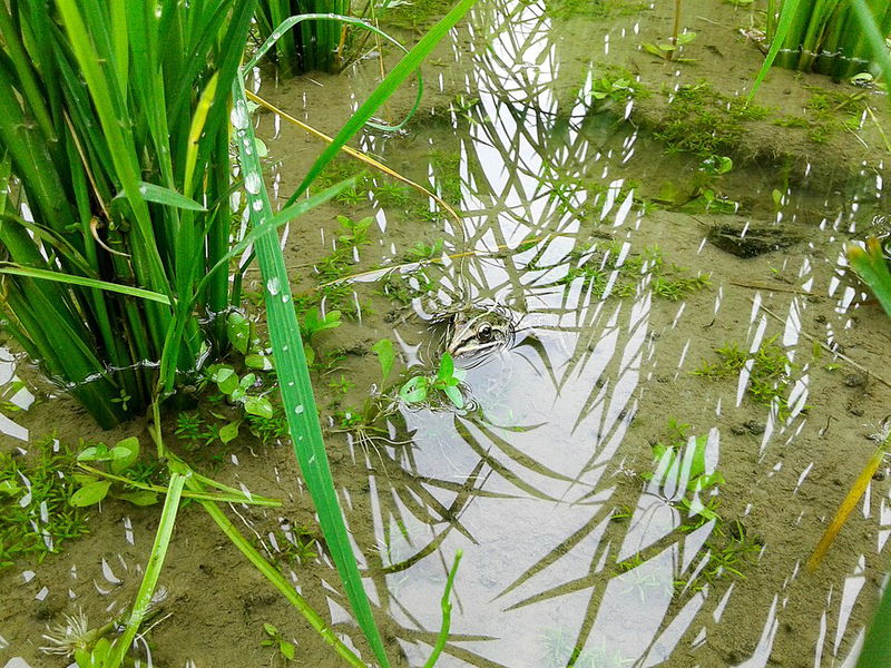 7._Mu_Cang_Paddy_Fields_1