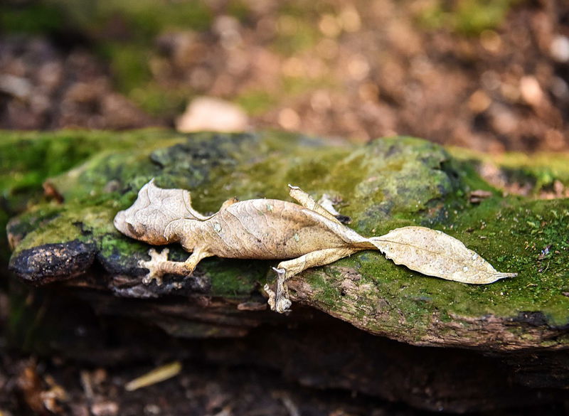 satanic_Leaf-tailed_gecko