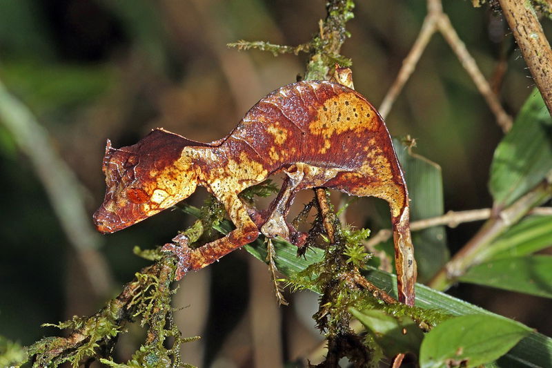 1280px-Satanic_leaf-tailed_gecko__Uroplatus_phantasticus__Ranomafana_2