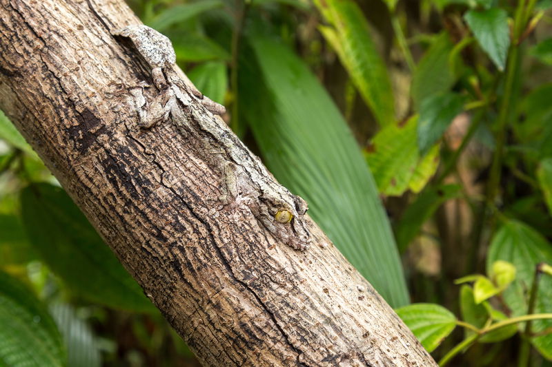 leaf_tailed_gecko