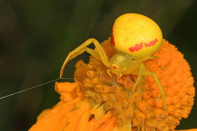 goldenrod_spider