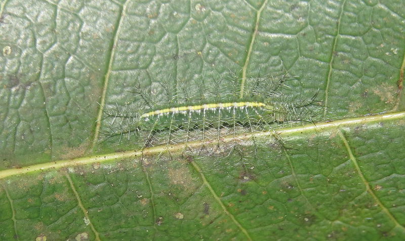 Baron Caterpillar