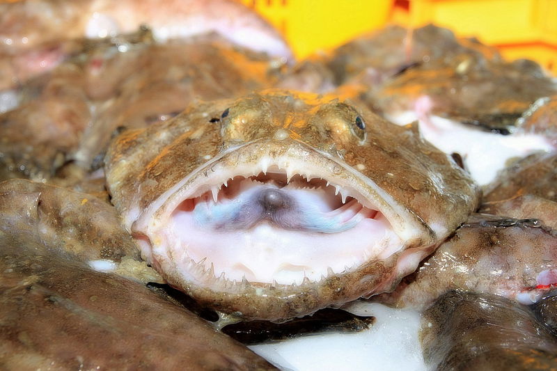 monkfish