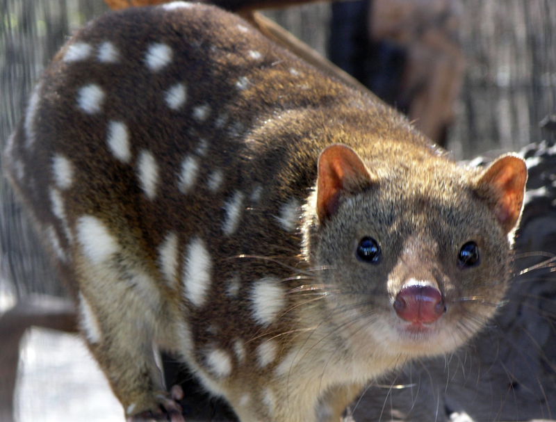 SpottedQuoll_2005_SeanMcClean