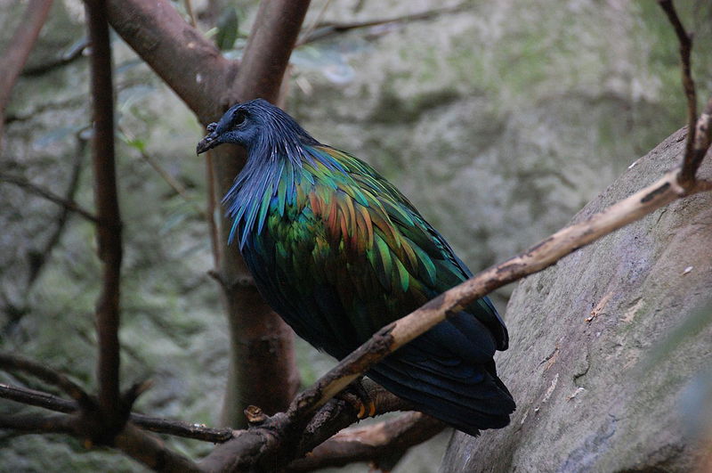 1280px-Adult_Nicobar_Pigeon