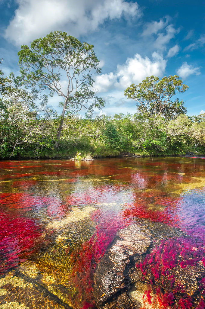 Cano_Cristales_River