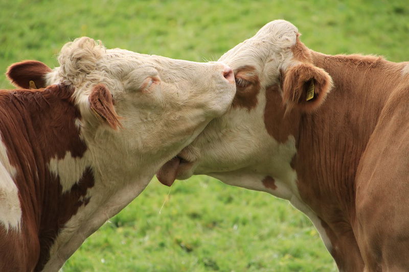 Cows_Have_Best_Friends_