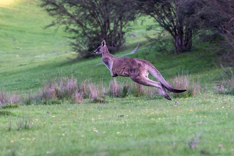 Kangaroos_Can___t_Walk_Backwards___