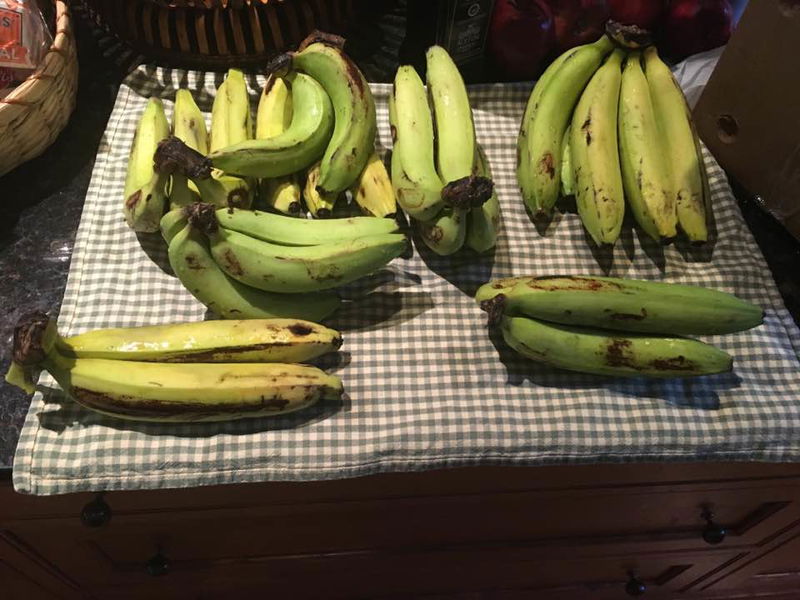 Approximately_30_Gros_Michel_Bananas