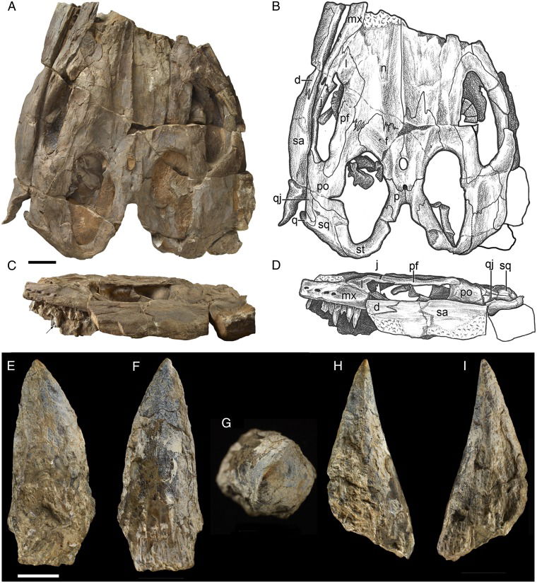 Thalattoarchon_saurophagis_holotype_skull