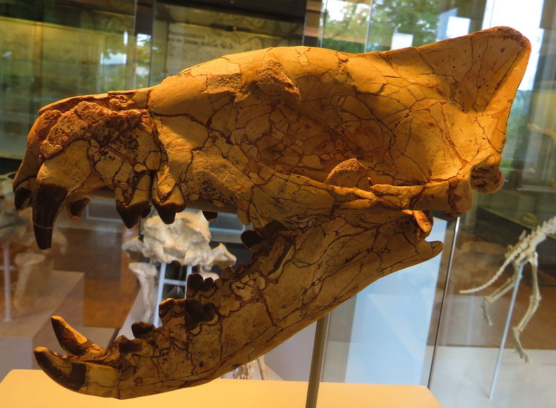 Hyaenodon_horridus_skull