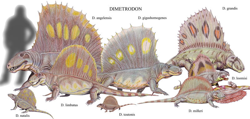 Dimetrodon_species2DB15