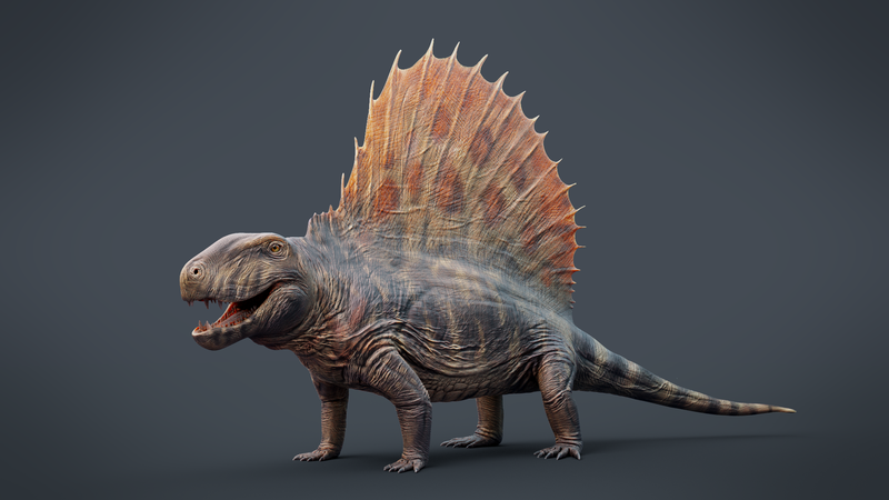 Dimetrodon