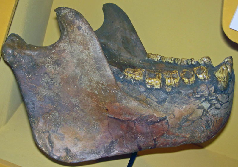 Gigantopithecus_mandible