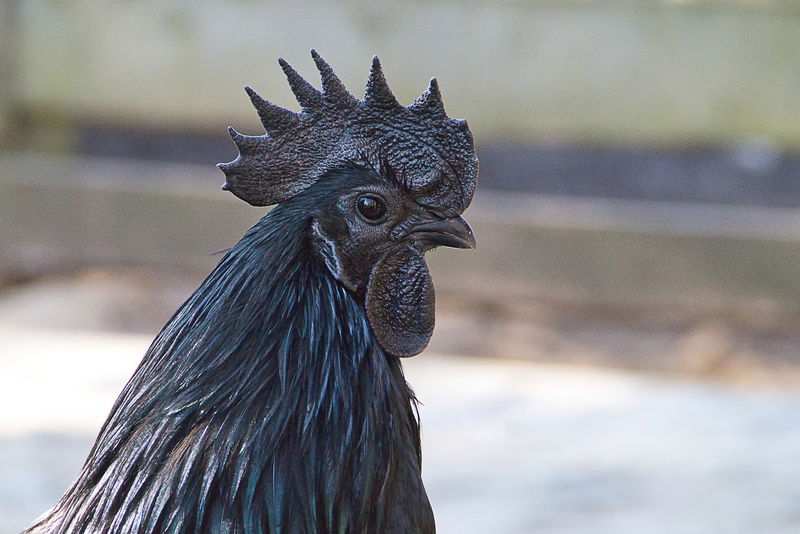 Ayam_Cemani_Black_Chicken_