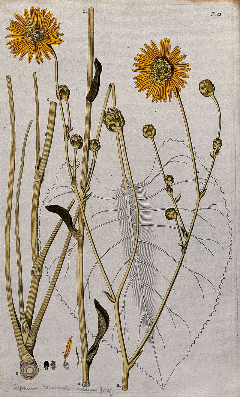 Prairie_burdock__Silphium_terebirthinaceum___sections_of_the_Wellcome_V0042867