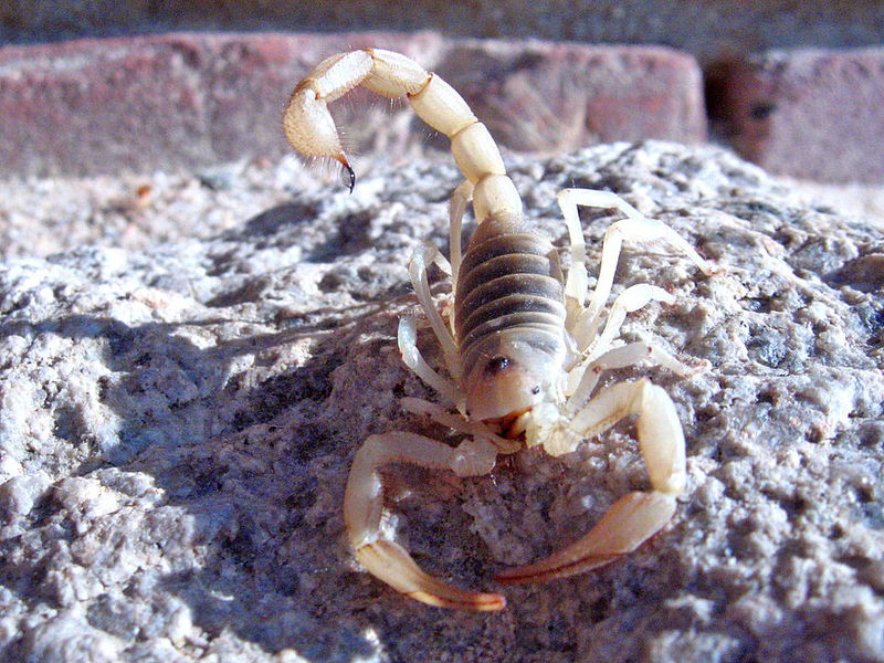 2._Desert_Sand_Scorpion