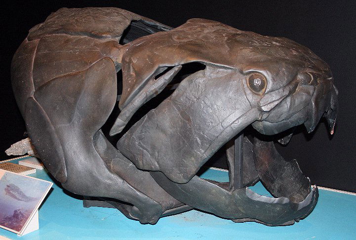 Dunkleosteus_skull_QM_email