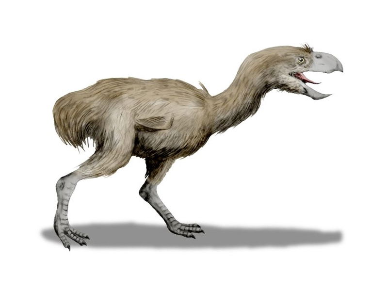 Paraphysornis_BW-2r