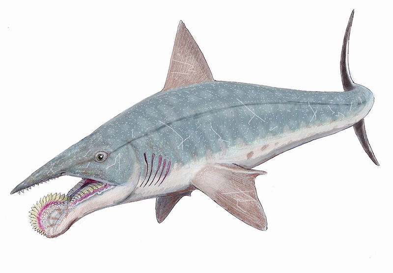 Helicoprion_2