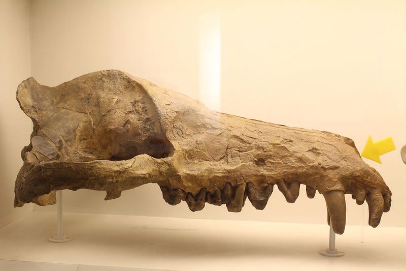 2560px-Em_-_Andrewsarchus_mongoliensis_-_1