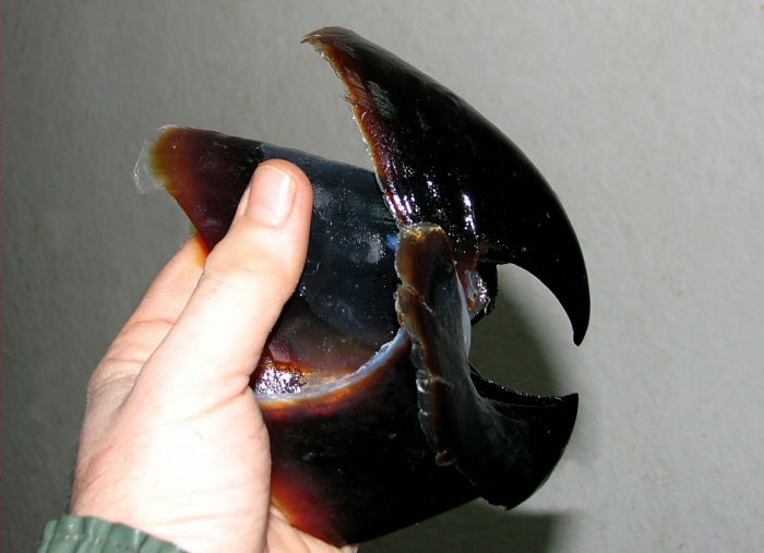 Mesonychoteuthis_hamiltoni_beak