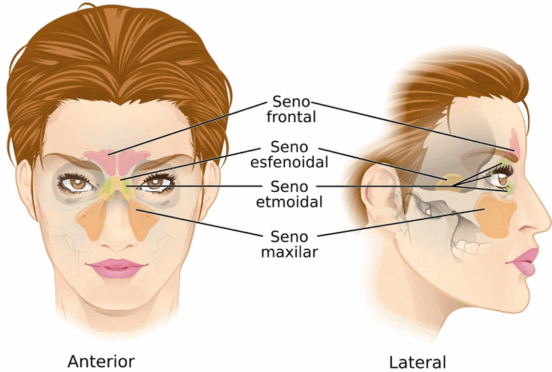 724_Paranasal_Sinuses-es