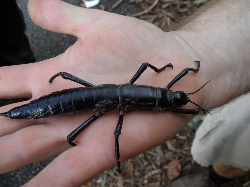 2560px-Lord_Howe_Island_stick_insect_Dryococelus_australis_10June2011_PalmNursery