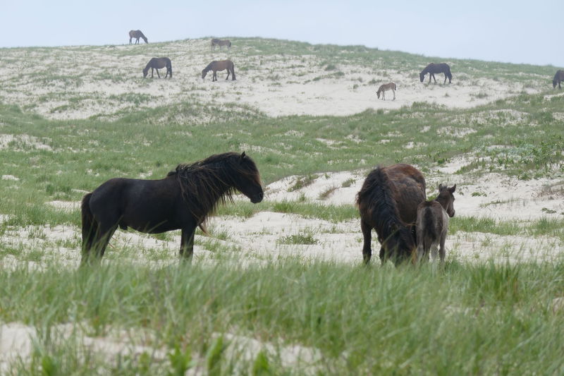 2560px-Stallion_and_harem_on_Sable_Island