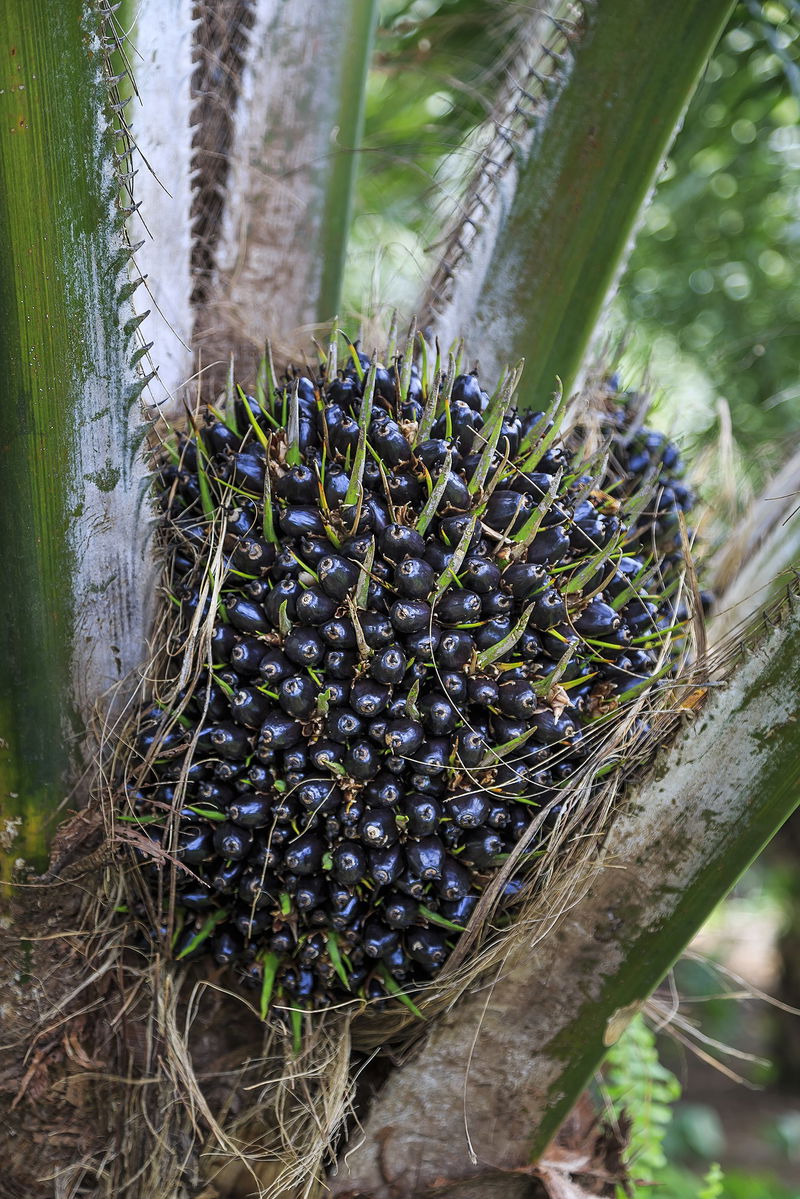 1365px-Kimanis_Sabah_Palm-oil-fruits-of-Kimanis-Estate-01